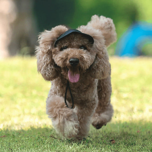 🐶Hot Sale 49% Off🔥Dog Hat