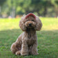 🐶Hot Sale 49% Off🔥Dog Hat